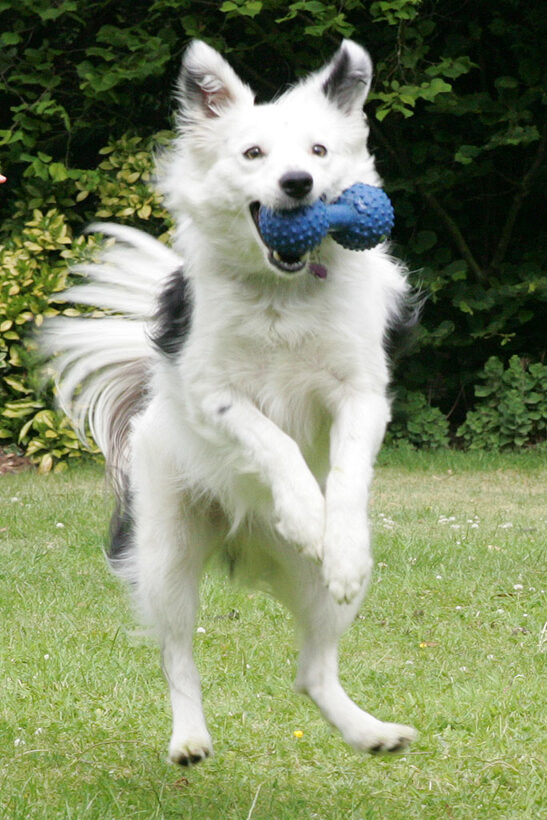 Bella in Mid-Air