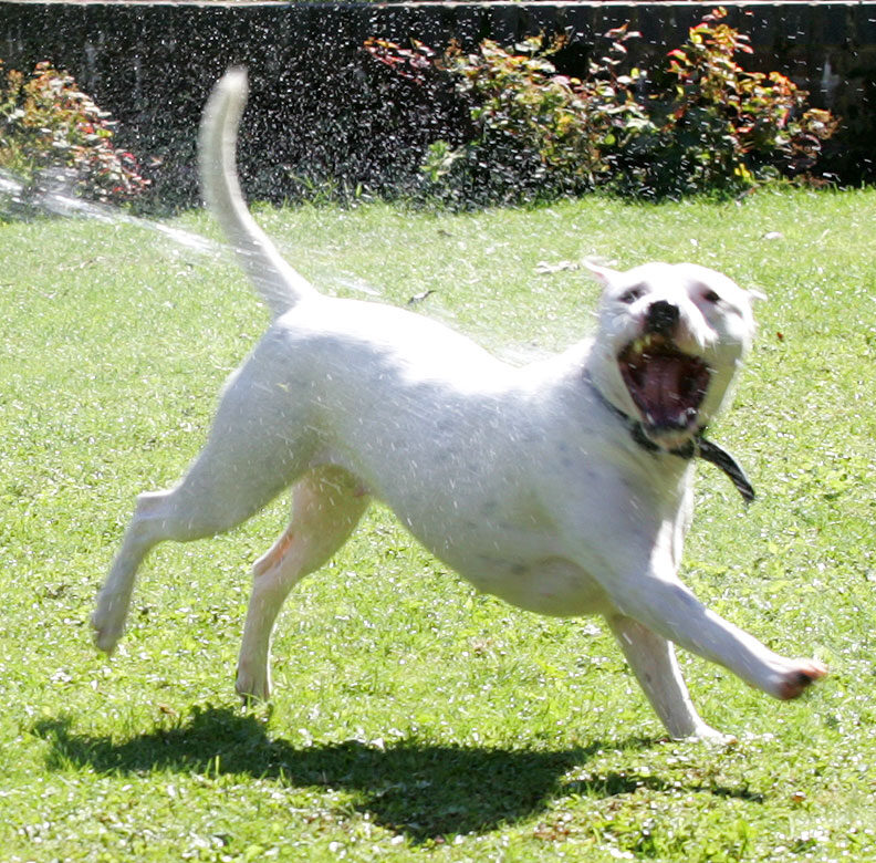 Maddy Chasing The Water
