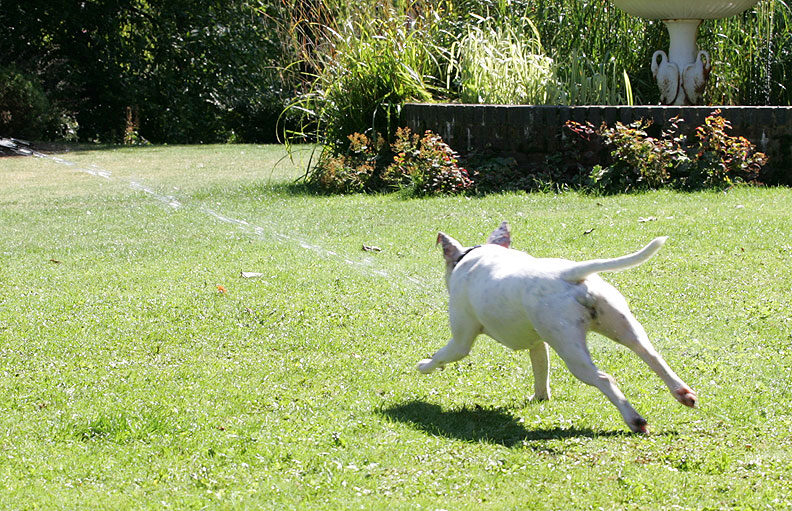 Maddy Chasing The Water Jet