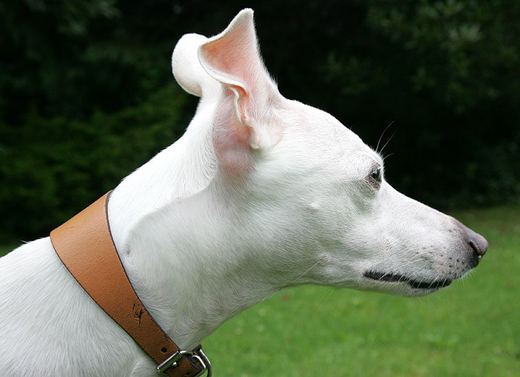 Blue - The Whippet