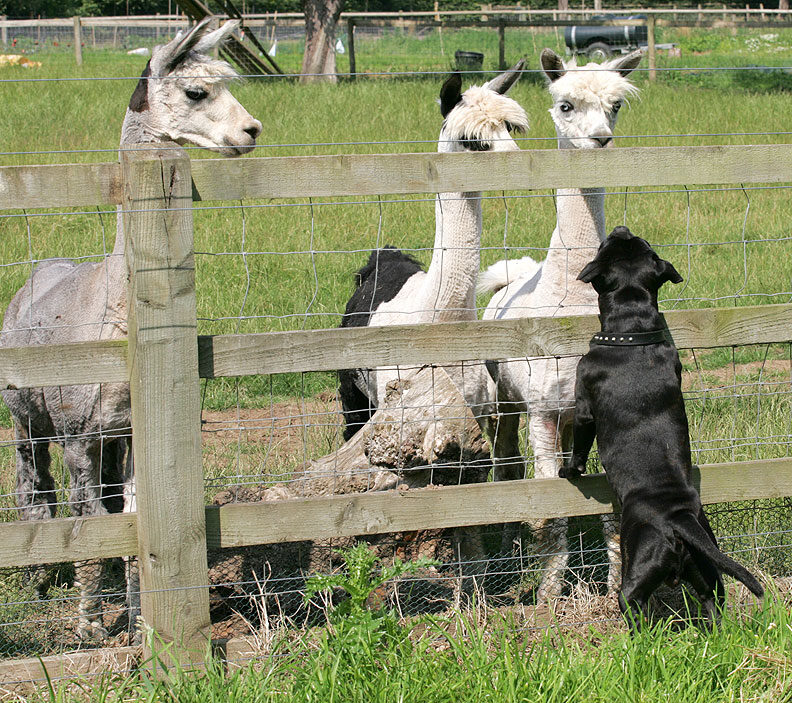 Lennox Checking Out the Alpacas