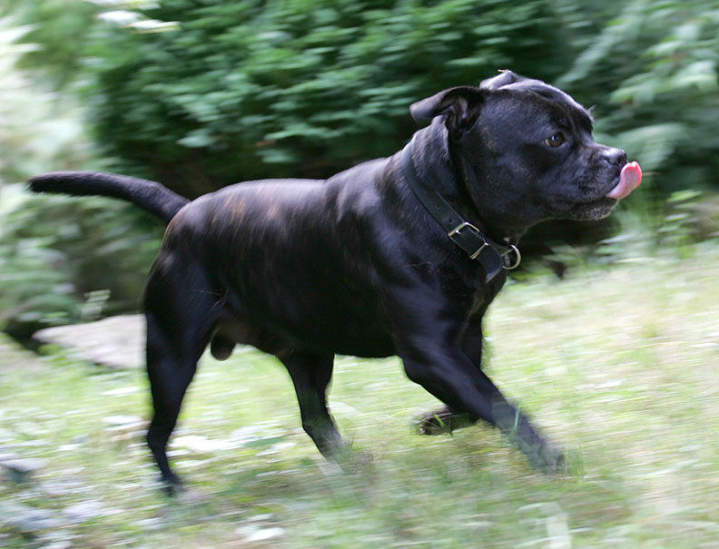 Lennox Having A Run