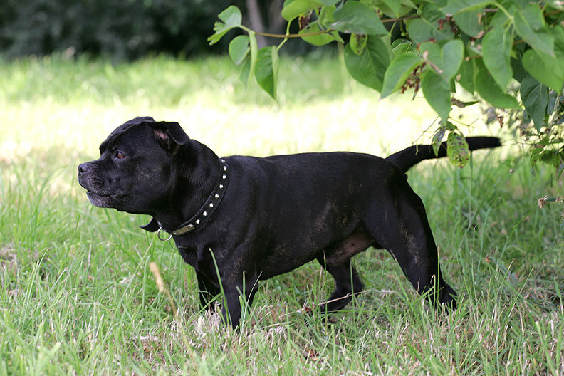 Lennox in the Shade