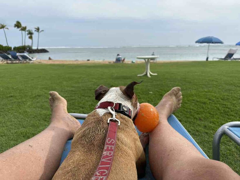 Ka Lā Bull Terrier