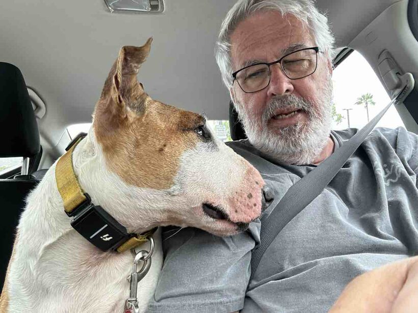 Ka Lā Bull Terrier
