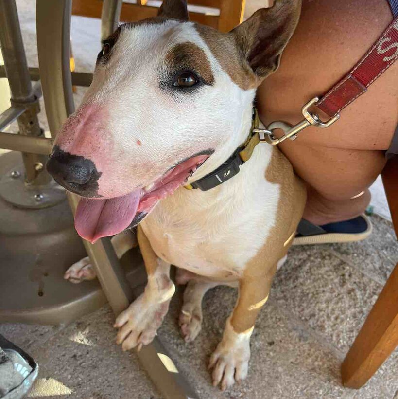 Ka Lā Bull Terrier