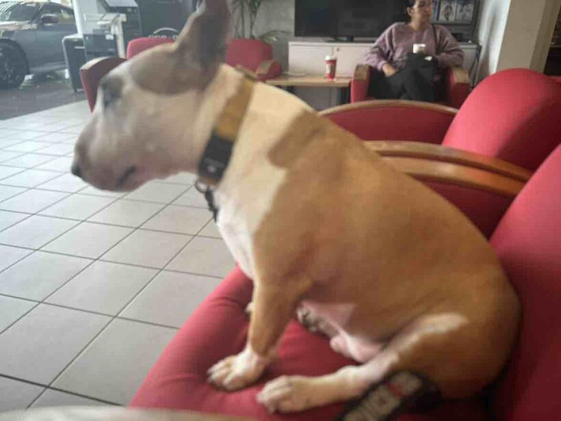 Ka Lā Bull Terrier