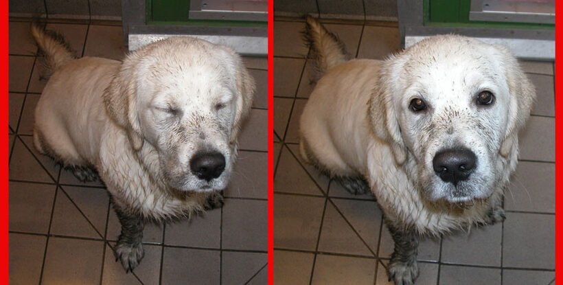 Two Shots of Joe
