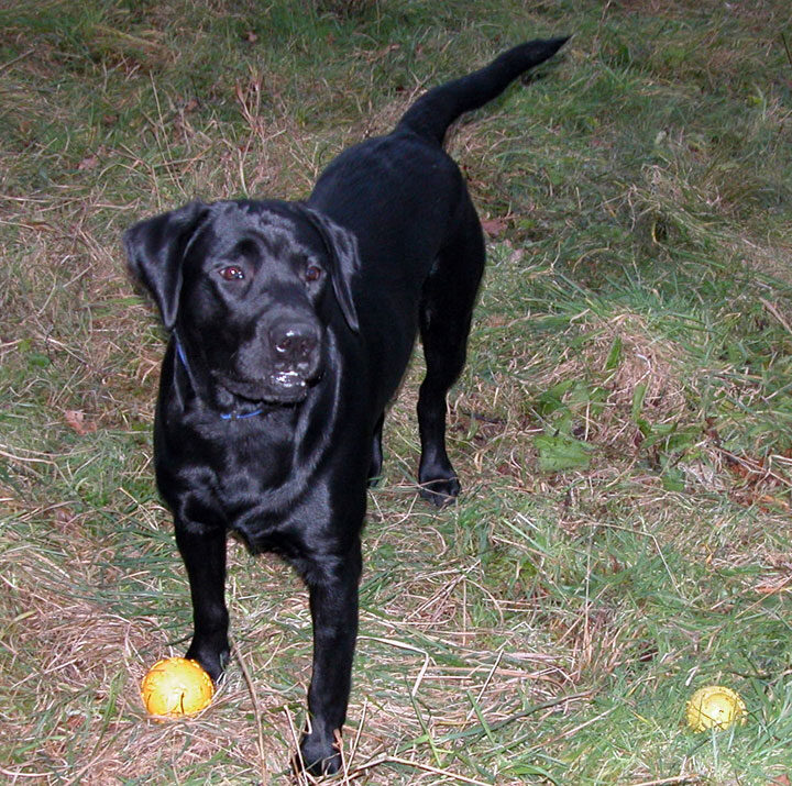 Ball Playing