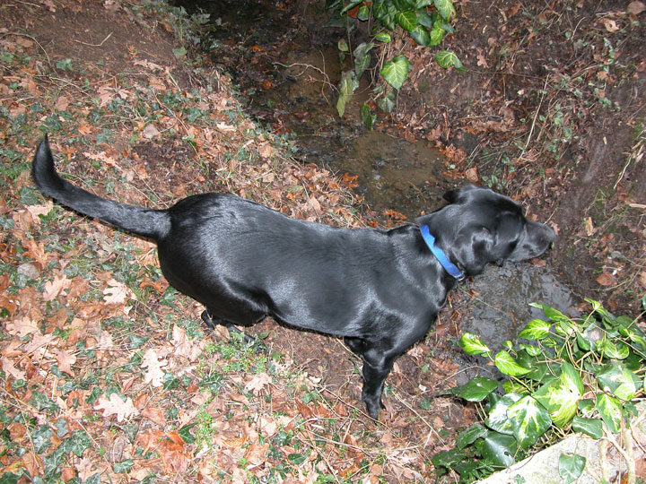 Checking out the stream, but afraid to take the small plunge