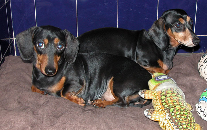 Daschunds