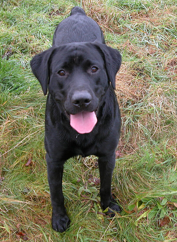 Happy Dog
