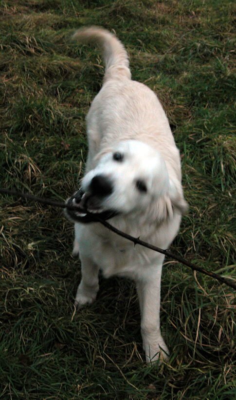 Joe and the Stick