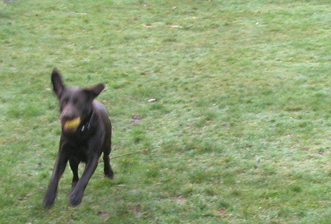 Tess Playing Catch