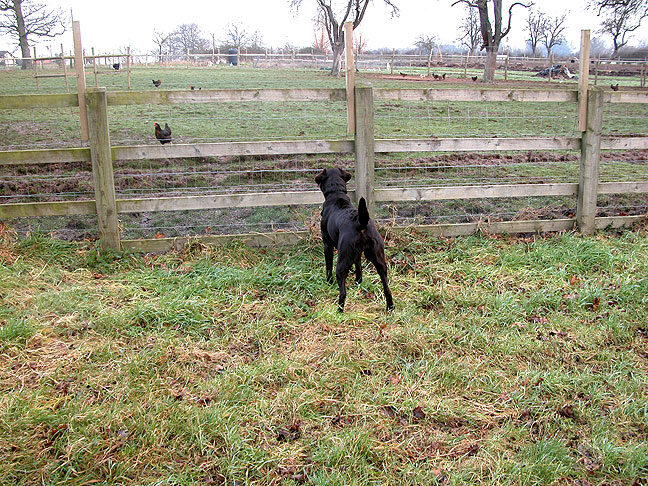 Tess Watching the Black Rock Chickens