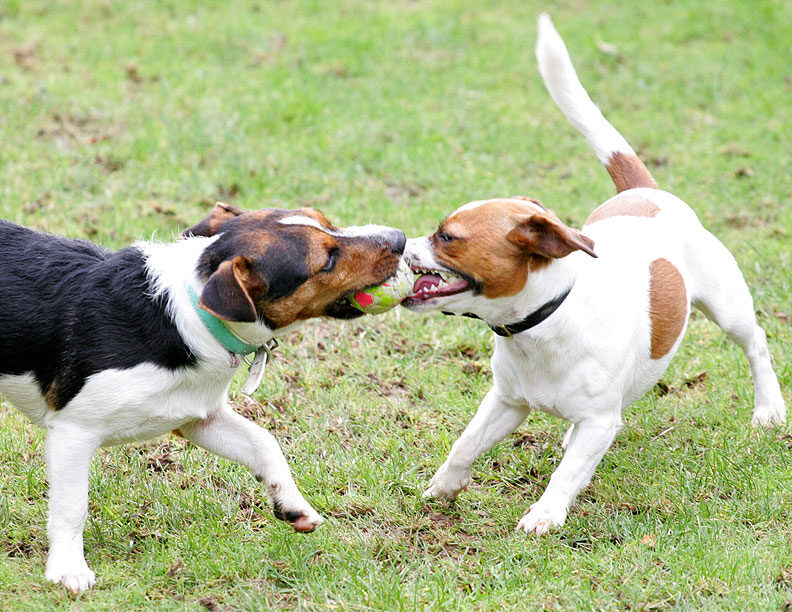 Jake and Sally Playing Tug-o-War