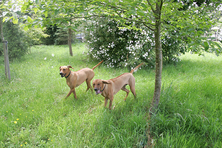 Ridgebacks on a Summer Afternoon