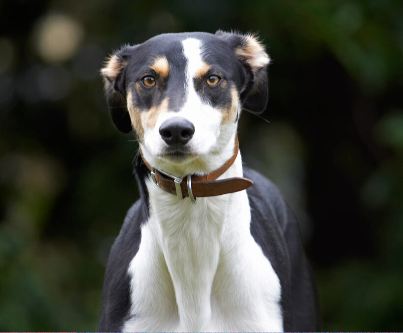 Dog, Dogs, Lurcher, Murphy