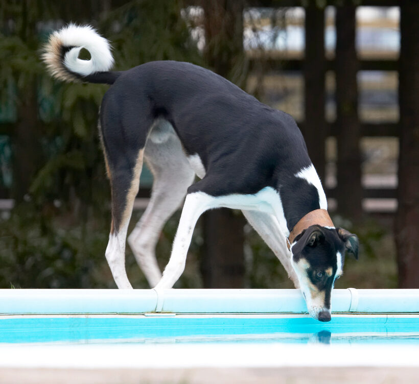Dog, Dogs, Drink, Drinking, Lurcher, Murphy, Pool, Swimming