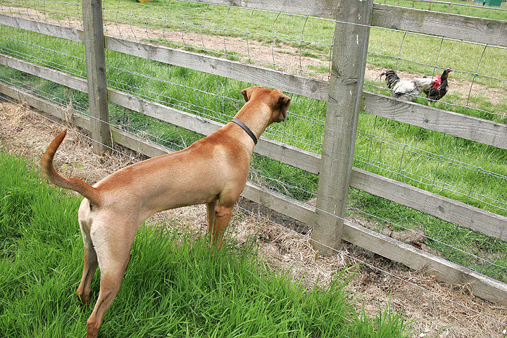 Ridgeback and Chicken