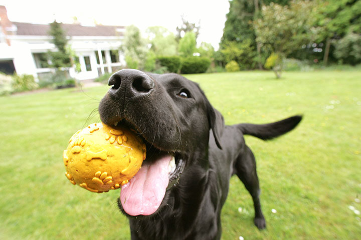 Otis and the Yellow Ball