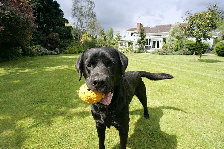 Otis with the Yellow Ball