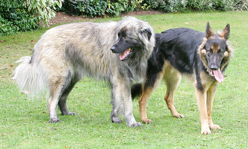 Oscar and George