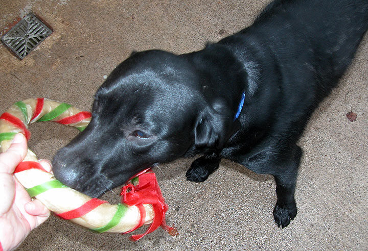 Buddy's Christmas Present