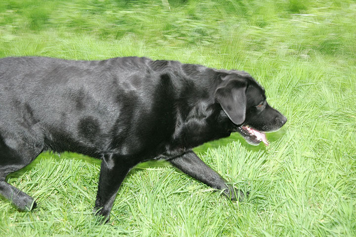 Cole Having a Jaunt