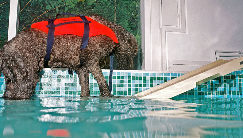 Elvis Walking Up the PetSTEP
