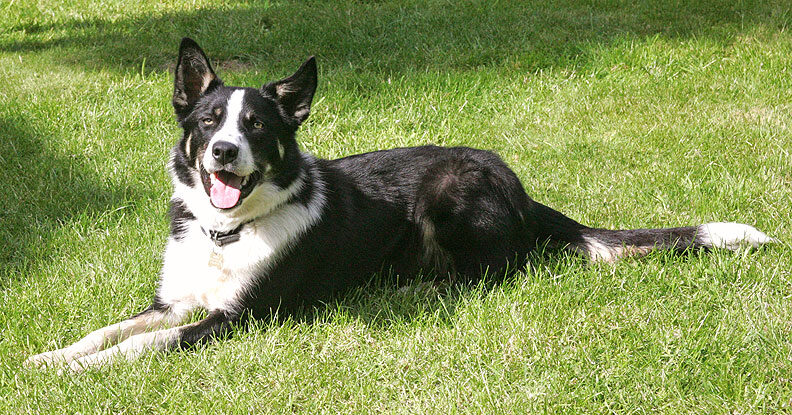 Harvey Posing for the Camera