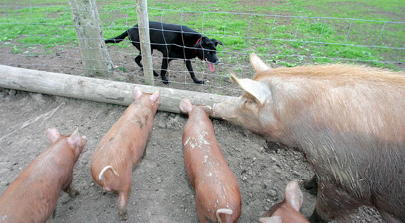 Jet With The Tamworth Pigs