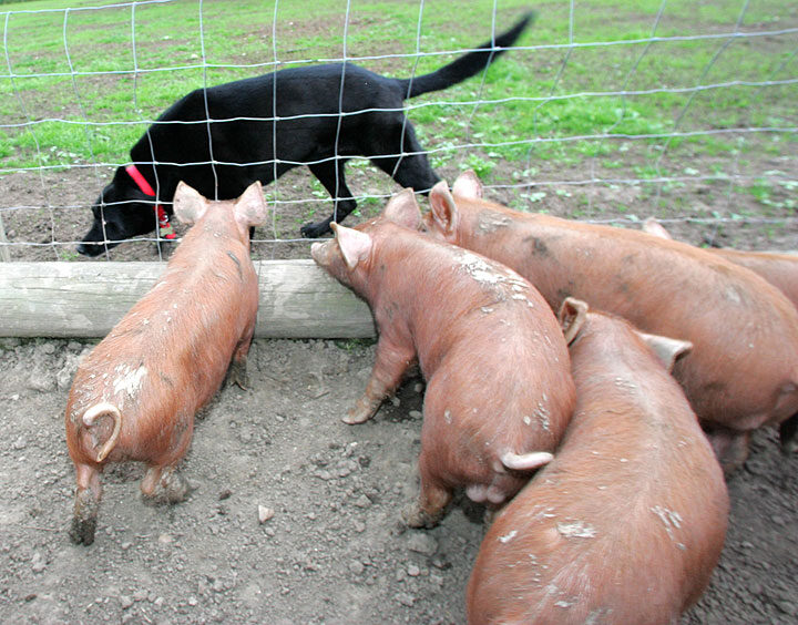 Tamworth Pigs and Jet