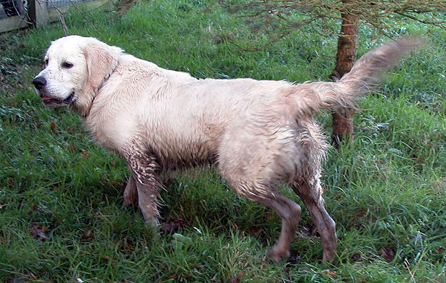 Guess What?  Joe Has Found The Stream!