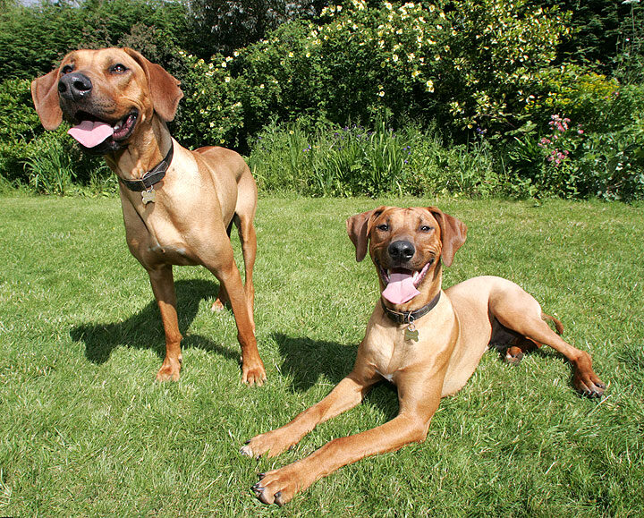 Simba and Kila