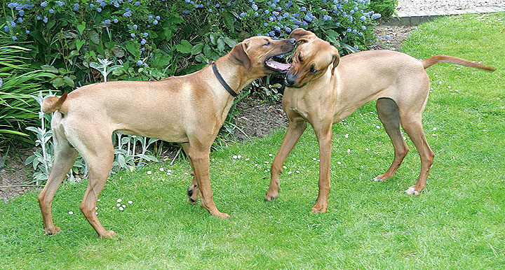 Simba and Kila