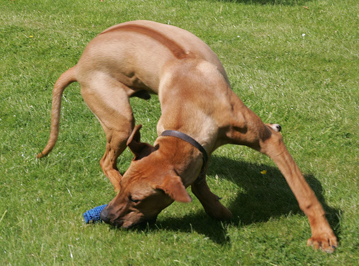 Simba Catching the Ball