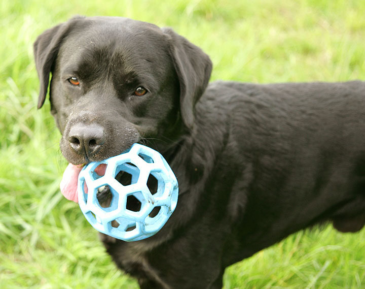 Otis and the Blue Ball