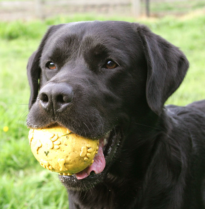 Otis and the Yellow Ball