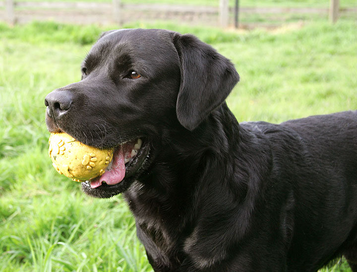 Otis and the Yellow Ball
