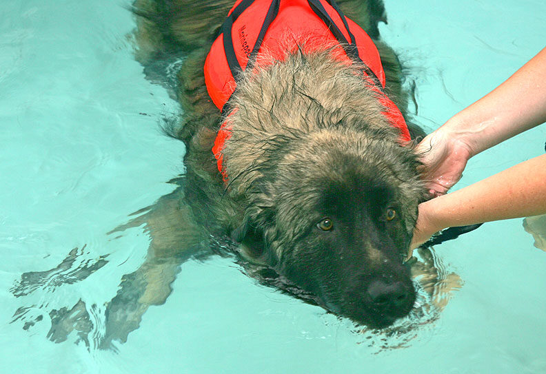 Oscar in the Pool