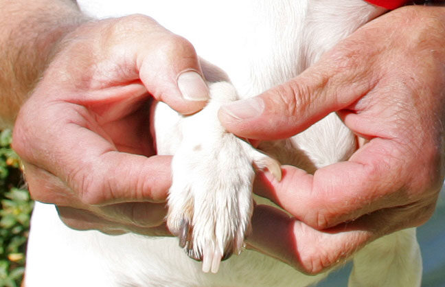Vic Massaging Sally's Paw
