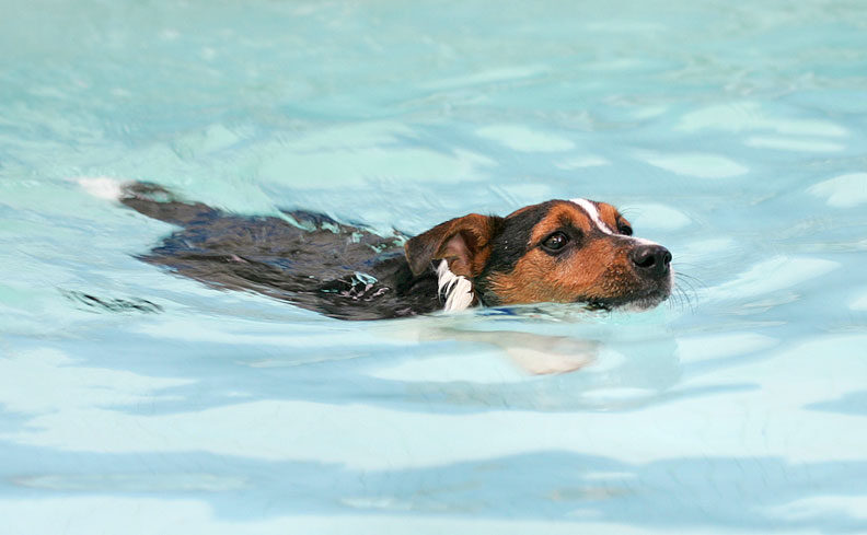 Jake Enjoying His Swim