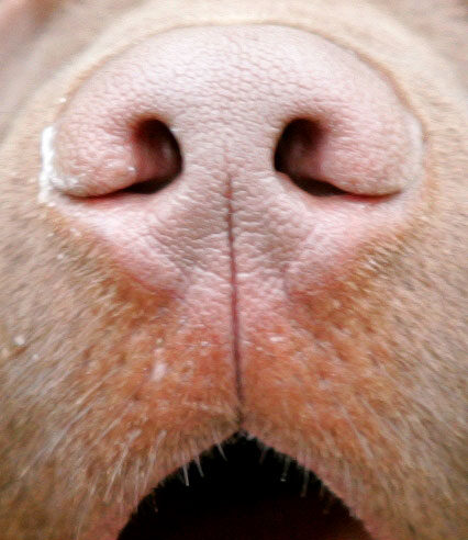 Branston's Nose