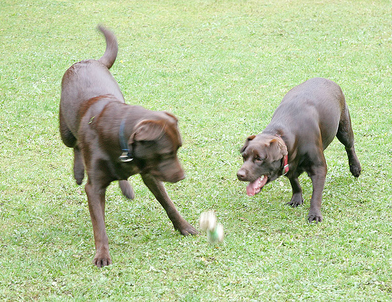 Branston and Holly Playing Catch
