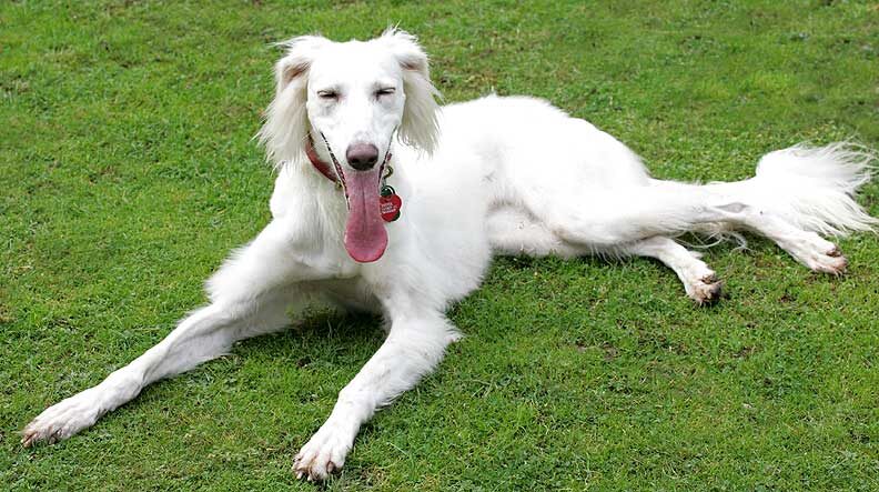 Tia the Saluki