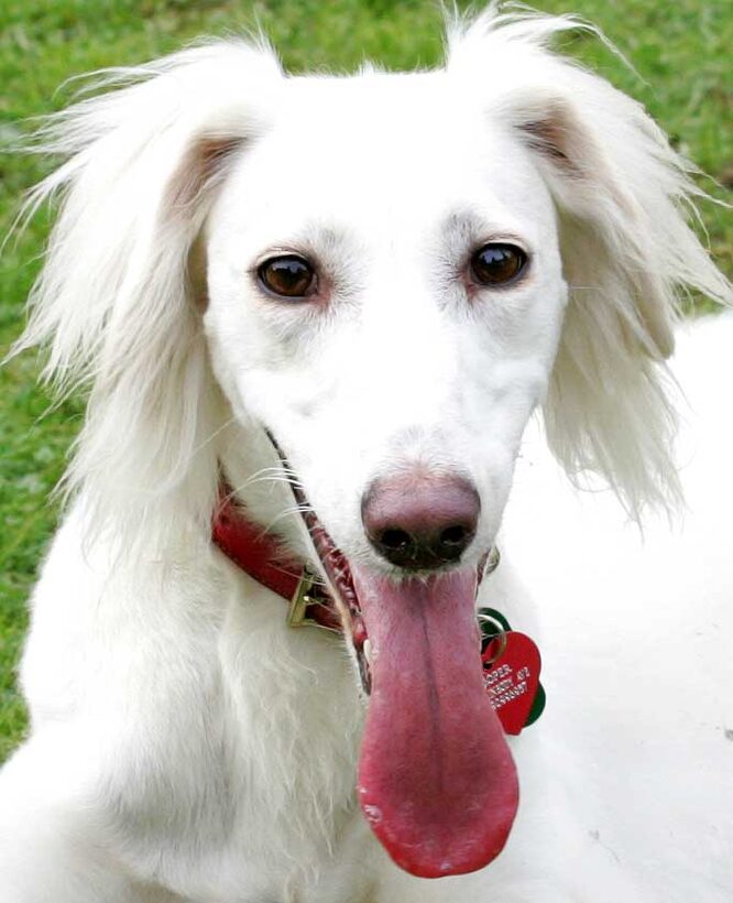 Tia the Saluki