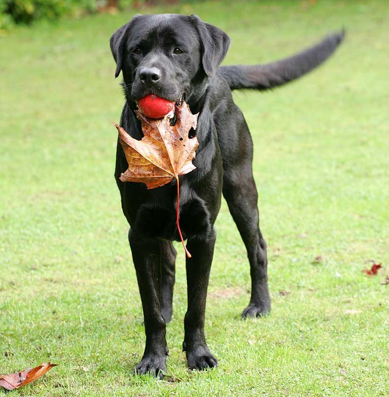 Otis with autumnal ball!