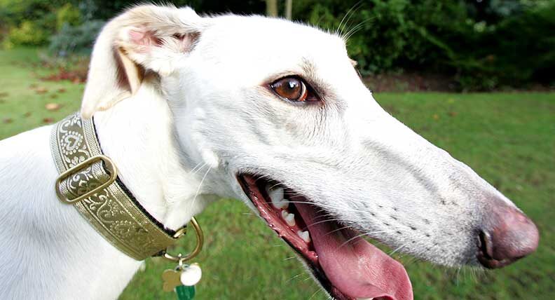 Faroh the Lurcher