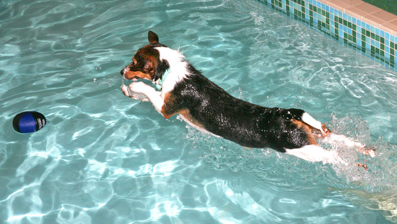 Jake Diving After the Ball